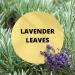 Black Canyon Lavender Leaves Scented Body Spray with Jojoba Oil 1 Gal (2 Pack) - Buy Online on GoSupps.com