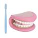 Dental care model with toothbrush 28 teeth tongue mouth model children's mouth hand puppet for teaching and studying