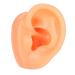 Silicone Imitation Real Human Ear Display Model - Sculpture Supplies - Buy Online on GoSupps.com