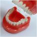 Buy DYTAH Teeth Model for Adults - Standard Typodont for Teaching & Study - Ideal for Dental Demonstrations | International Shipping Available - Buy Online on GoSupps.com