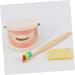 Ipetboom Children's Dental Education Toy | Early Learning Model for Dental Health | Reusable Tooth Model for Kids - Buy Online on GoSupps.com