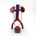 YOtat 1 to 1 Size Urinary System Model Renal Arteriovenous Bladder-4 Parts- Dissected Structure of Kidney-Internal Structure of Bladder  - Buy Online on GoSupps.com