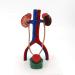 YOtat 1 to 1 Size Urinary System Model Renal Arteriovenous Bladder-4 Parts- Dissected Structure of Kidney-Internal Structure of Bladder