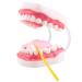 Ultrassist 6 Times Enlarge Mouth Model White Hinge for Speech Therapy - Ideal Dental Teaching Tool for Kids with Toothbrush Included - Buy Online on GoSupps.com