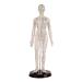 52CM Human Acupuncture Female Model Chinese Medicine Acupuncture Human Anatomy for Learning Meridians and Acupoints Arm Can Be Rotated