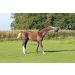 Horsemen's 10 Jolly Ball Horse Toy - Durable & Fun Equine Play! - Buy Online on GoSupps.com