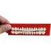Baokuan 28PC Dental Teeth Lessons Model - Realistic Resin Tooth Substitute Set for Educational Use - Buy Online on GoSupps.com