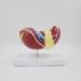 Liver Damage ical Model Liver Pathology Models Teaching Aids - 22.5 * 17 * 16CM - Buy Online on GoSupps.com