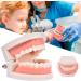Standard Teeth Model | Tooth Models for Teaching Kids - Important Brushing Teaching Teeth Model Tool and Children Fulenyi - Buy Online on GoSupps.com