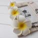 ZSPERKLA 3PCS Hawaiian Flower Hair Clips White Flower Clips Bridal Wedding Party Beach Hair Accessories - Buy Online on GoSupps.com