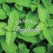 Bloating Be Gone Capsules - Organic Ginger, Peppermint & Fennel - Non-GMO & Vegan (60 Capsules) - Buy Online on GoSupps.com