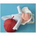 Slrmkk Female Pelvic Model for Birth Screening - Realistic Baby Pool & Removable Placenta Cord - Ideal Educational Tool for Anatomical Studies - Buy Online on GoSupps.com
