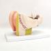 The Size Ear Model 5X Ear Anatomical Model for Inner Ear aids for Teaching Medical and Study of Education - Buy Online on GoSupps.com