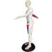 Acupuncture and Muscle Anatomical Male Model Pressure Point and Meridians Acupuncturists and Other Medical Professionals Training Teaching Education (60cm/23.6inch) - Buy Online on GoSupps.com