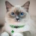 Hepplly 2-Pack Dark Green Cat Collars - Quick Release Reflective Kitten Collars with Bell for Safe & Stylish Outdoor Adventure - Buy Online on GoSupps.com