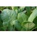 TENDERGREEN Mustard 100-300-1000 Grain Komatsuna Freshness Heirloom Green Mass - Buy Online on GoSupps.com