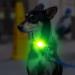 Laroo Waterproof LED Night Light Collar for Dogs & Cats - USB Rechargeable Mixed Yellow Green - Ideal for Safe Outdoor Walks - Buy Online on GoSupps.com