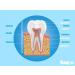 Bioniq Toothpaste Duo & Dental Milk Set | 3 x 75ml & 1 x 400ml | Sensitive Teeth Protection & Repair | Fluoride-Free Mouthwash - Buy Online on GoSupps.com