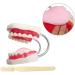 LBYLYH Standard Dental Lehling Model - Realistic Teeth Soft Chewing Gum & Tongue for Clinical Demonstrations - Easy to Use & Store - Buy Online on GoSupps.com