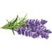 Premium Lavender 50g - 100% Pure Raw Wild Non-GMO Vegan - Promotes Relaxation Stress Relief & Sleep Quality - Ideal for Herbal Tea Bathing - Buy Online on GoSupps.com