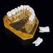 LBYLYH Adult Tooth Replica Model - Medical Dental Teaching Tool for Professionals - International Shipping Available - Buy Online on GoSupps.com