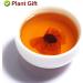 Plant Gift Natural Kunlun Snow Daisy Tea 40g141oz High Mountain Xueju Snow Chrysanthemum Flowers Herbal Tea - Buy Online on GoSupps.com
