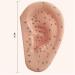 Acupuncture Ear Point Template - 40cm Acupuncture Ear Model - Large Reflection Zone Ear Point Template - for Medical Acupuncture - Buy Online on GoSupps.com