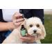Active Silver Animal Care Premium Colloidal Silver 25ppm for pet care Pipette Dropper Bottle (50ml) - Buy Online on GoSupps.com