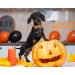 Shop Pumpkin Ghost Aring Pet Dog Collar - Adorable Halloween Collars for Boys & Girls X-Large Metal Buckle - Perfect Gifts! - Buy Online on GoSupps.com