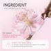 Sakura BB Cream Foundation Tone Up Cream Age Perfect BB Cover 3 IN 1 Moisturizer - Primer - Foundation Natural Toning Light Cream Cover Blemishes Oil Control Pore Invisible Hydrating - Buy Online on GoSupps.com
