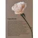 AROMATICA Reviving Rose Infusion Serum 3.38oz - Vegan Anti-Aging Hydrating Serum for Dry Skin - Buy Online on GoSupps.com