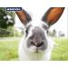Anol Just 4 Pets Small Animal Double Sided Comb - Grooming Tool for Small Pets - Buy Online on GoSupps.com