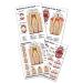 Tooth Anatomy Tooth Implant and Repair Support Card Set 2 Cards
