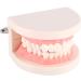 1 Piece Dental Teaching Model - PVC Study Aid for Kids | Learn Proper Toothbrushing Techniques - Buy Online on GoSupps.com
