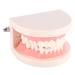 Buy Standard Tooth Model - PVC Dental Study for Adult Demonstration Teeth | International Shipping Available - Buy Online on GoSupps.com