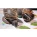 Giant African Land Snail Jumbo Size Freeze Dried (3-Pack) - Premium Quality Snail Treats - Buy Online on GoSupps.com
