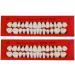 Baokuan 28PC Dental Teeth Lessons Model - Realistic Resin Tooth Substitute Set for Educational Use - Buy Online on GoSupps.com