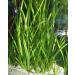Italian Val - Vallisneria spiralis - Live Aquarium Plants - Buy Online on GoSupps.com