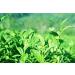 Chinois Noir Oolong Th Th Frais Naturel Th 125g (0.28LB) Th Tikuanyin Th Noir Th Vert Alimentaire Th Rouge Tikuanyin oolong - Buy Online on GoSupps.com