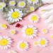 Back Glue Nail Decorations DIY Salon Nail Supplies Nails Sticker for Summer Nail Art Decorations Flowers Nail Sticker Nail Art Sticker - Buy Online on GoSupps.com