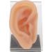 Ear Model Silicone Simulated Ear Model Ear Model with Display Stand Acupuncture Practice Tool for Piercing Display - Buy Online on GoSupps.com
