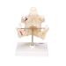 Buy 3B Scientific VE281 Adult Denture | 3B Smart Anatomy | Global Shipping Available - Buy Online on GoSupps.com