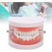 Standard Tooth Model - 28 Pieces for Adults & Kids | Dentures Artificial Teeth Educational Display - Buy Online on GoSupps.com