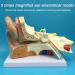 5X Enlargement Human Ear Anatomy Model - Ear Joint Simulation Model Professional PVC Outer Middle Inner Ear Model with Base for Medical Demonstration A - Buy Online on GoSupps.com