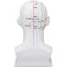 Acupuncture Point Head Model - 11.8 Inch PVC Facial Massage Meridians for Teaching & Learning - International Shipping Available - Buy Online on GoSupps.com