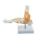 Sainio Ankle Skeletal Model - Realistic Ankle Joint Movement & Flexible Ligaments | Ideal for Education & Medical Use - Buy Online on GoSupps.com