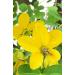 Buy Khadi Senna Cassia Plant Hair Color - 100% Natural Vegan Henna for Shine & Volume | Certified Natural Cosmetics - 100g - Buy Online on GoSupps.com