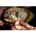 Premium Ceremonial Grade Cacao Discs 100% Organic Criollo Beans Sustainably Grown by Indigenous Farmers in Peruvian Amazonia - 250 Grams - Buy Online on GoSupps.com