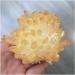 Very Beautiful 1pc Natural Crystals Quartz Freeform Reiki Stone Room Home Office Aquarium Decoration Accessories Gemstone (Size : 300-350g) Home Goods (Size : 300-350g) - Buy Online on GoSupps.com