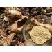 Natural or Nothing Mulondo Mondia Whitei Root Powder (250 grams) - Buy Online on GoSupps.com